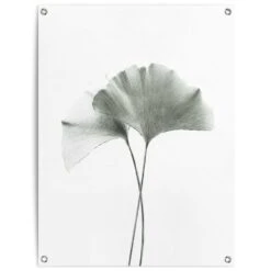 Tuinposter Ginkgo Blad 80x60 Cm Groen