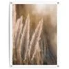 Tuinposter Pampas 80x60 Cm Beige -Tuinwinkel 1000006193