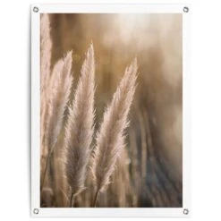 Tuinposter Pampas 80x60 Cm Beige