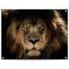 Tuinposter Leeuw 60x80 Cm Bruin -Tuinwinkel 1000042859