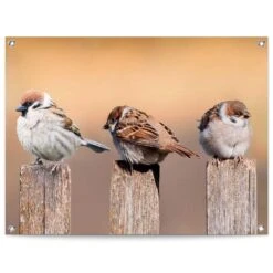 Tuinposter Vogels 60x80 Cm Beige