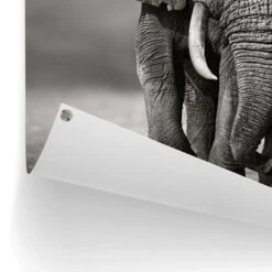 Tuinposter Wandelende Olifant 80x60 Cm Zwart -Tuinwinkel 1000042896 0102