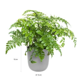 QUVIO Wand Bloempot Plastic - Grijs - POPPY -Tuinwinkel 1000071706 0102