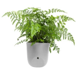 QUVIO Wand Bloempot Plastic - Grijs - POPPY -Tuinwinkel 1000071706 0103