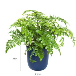 QUVIO Wand Bloempot Plastic - Donker Blauw - POPPY -Tuinwinkel 1000071717 0102