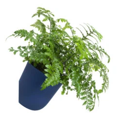 QUVIO Wand Bloempot Plastic - Donker Blauw - POPPY