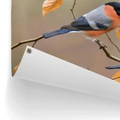 Tuinposter Goudvink 60x80 Cm Oranje 8 Tuinposter Goudvink 60x80 Cm Oranje -Tuinwinkel 1000088338 0102