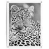 Tuinposter Luipaard 80x60 Cm Zwart-Wit -Tuinwinkel 1000088359