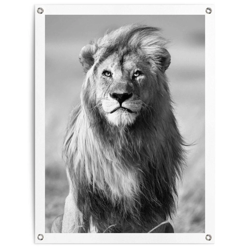 Tuinposter Leeuw 80x60 Cm Zwart-Wit 3 Tuinposter Leeuw 80x60 Cm Zwart-Wit