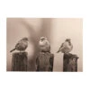 Art For The Home - Buitencanvas - Vroege Vogels - Sepia - 50x70cm 1 Art For The Home - Buitencanvas - Vroege Vogels - Sepia - 50x70cm -Tuinwinkel 1000095368
