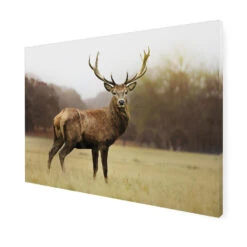 Art For The Home - Buitencanvas - Hert - 50x70cm -Tuinwinkel 1000095372 0102