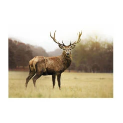 Art For The Home - Buitencanvas - Hert - 50x70cm
