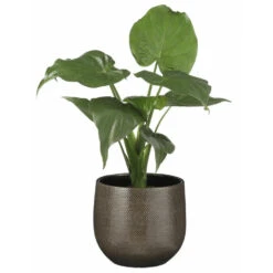 Bloempot Bruin Ribbels Keramiek Voor Kamerplant H16 X D18 Cm 8 Bloempot Bruin Ribbels Keramiek Voor Kamerplant H16 X D18 Cm -Tuinwinkel 4270ebcd0aa2469a84bb14b44460f0b8