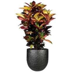 Steege Plantenpot - Antiek Look - Zwart - H35 X D32 Cm -Tuinwinkel 768b1c759a974e7a92457bcd29a31a1f