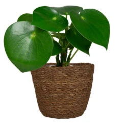 Ter Steege Plantenmand - Zeegras - Rotan - Bruin - 26 X 23 Cm -Tuinwinkel e36153280e594e0f8a739fb68097c5e5