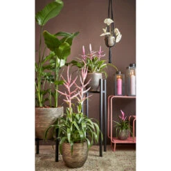 Mica Decorations Plantenpot - Terracotta - Zwart/goud - D16/H14 Cm -Tuinwinkel ed2cb75523fb4537aacdda4f1cdea739