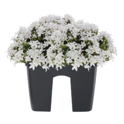 New Products -Tuinwinkel ed5d93d10097496a88089ae90063c150